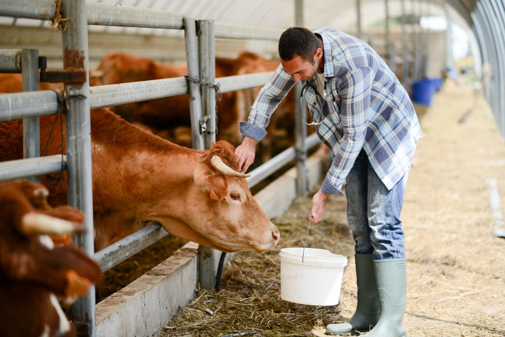 A farmer feeding a cow in his farm.